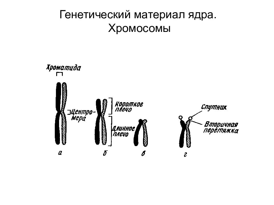 Наследственный материал ядра. Хромосомы в ядре. Хромосомные ядра. Строение хромосомы ядрышко вторичная перетяжка. Область первичной перетяжки в хромосомах ядрышками.
