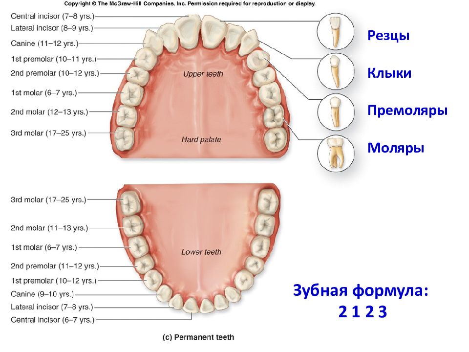 Большие резцы зубы. Зубная формула моляры премоляры. Зубы резцы клыки премоляры моляры. Формула зубов резцы моляры премоляры. Резец клык моляр премоляр.