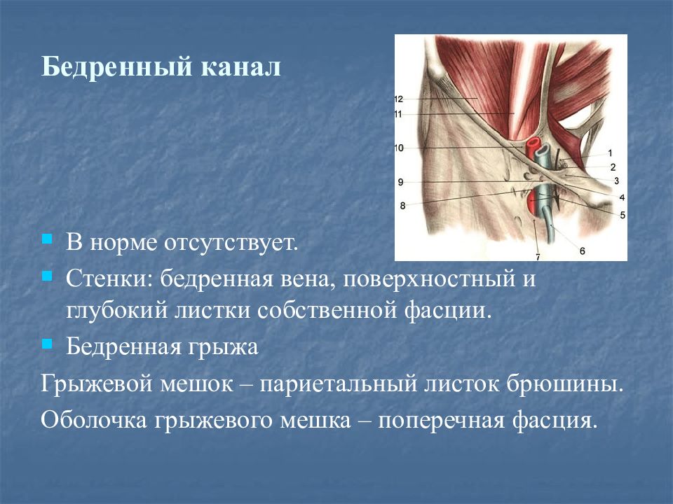 Бедренный канал схема