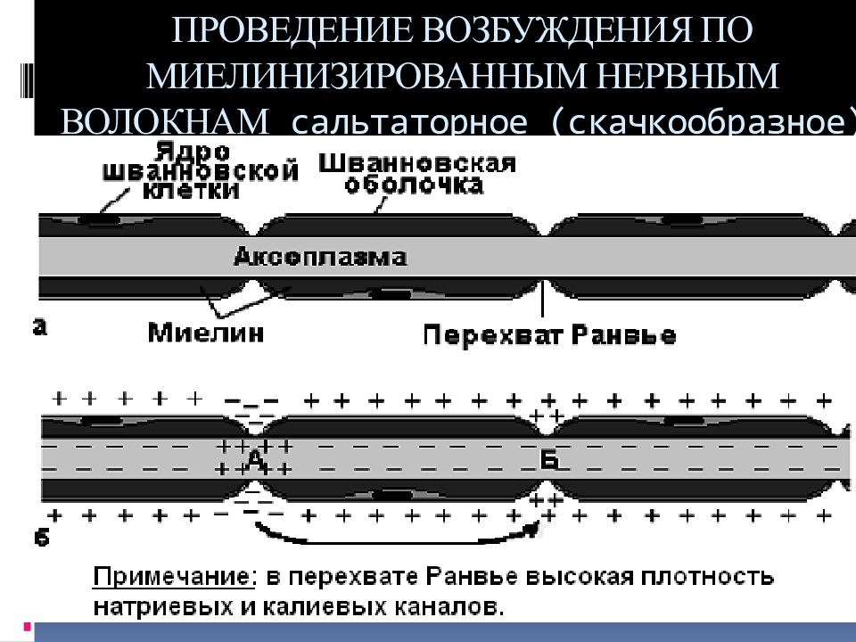 На рисунке ниже показано строение миелинизированного нервного волокна