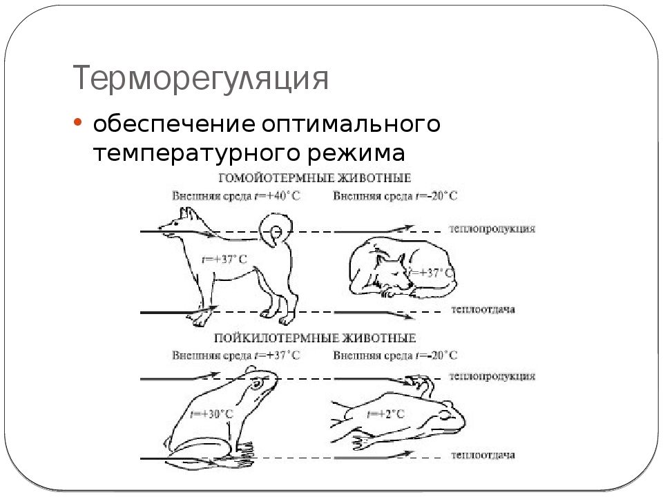 Типы поведения животных. Терморегуляция животных. Способы терморегуляции у животных. Терморегуляция у гомойотермных животных. Терморегуляция у собак.