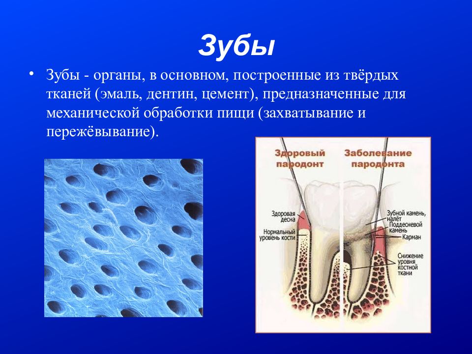 Особенность строения дентина какую функцию он выполняет. Строение эмали дентина цемента. Цемент (ткани зуба).