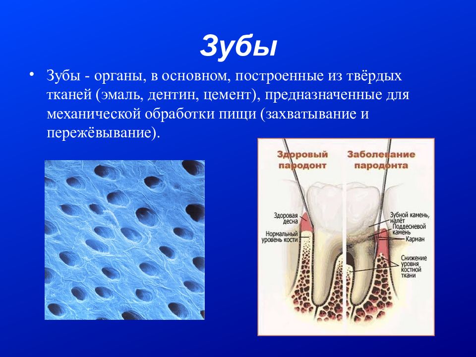 Строение эмали дентина цемента. Цемент (ткани зуба).