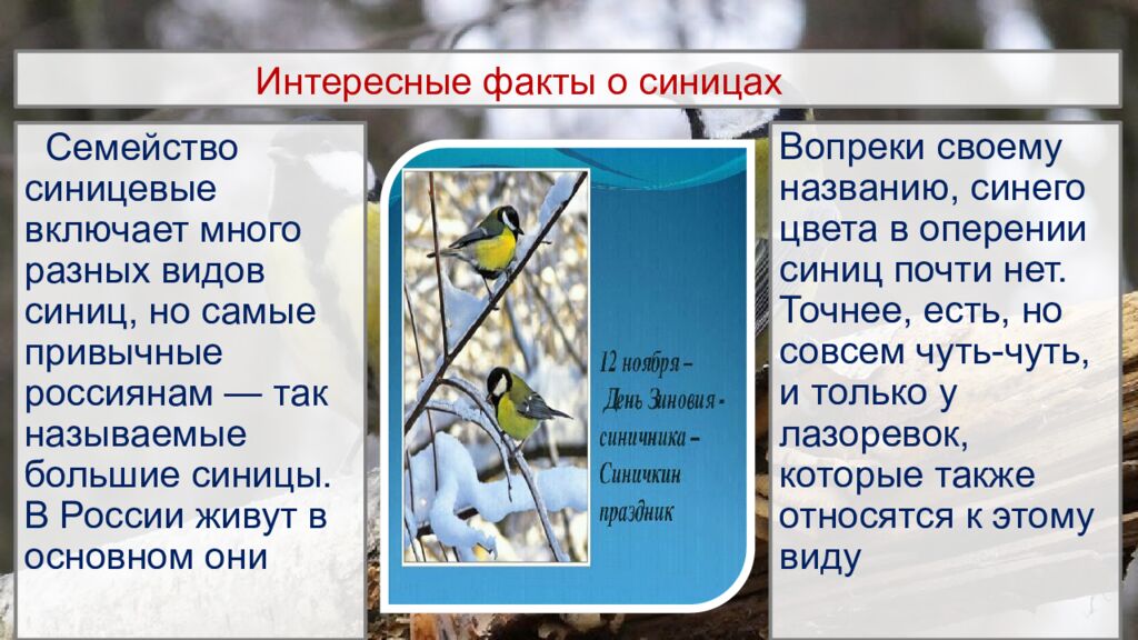Интересные факты о синицах
