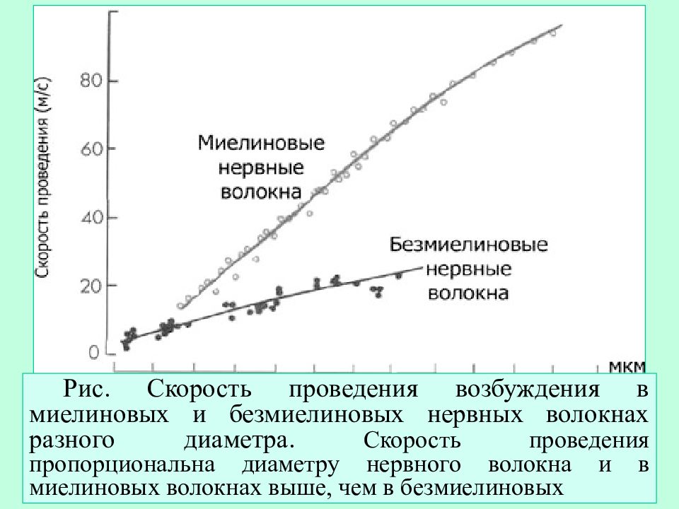 Скорость проведения. Скорость проведения по нервному волокну. Скорость проведения возбуждения в безмиелиновых нервных волокнах. Миелиновые волокна скорость проведения. Скорость проведения возбуждения.