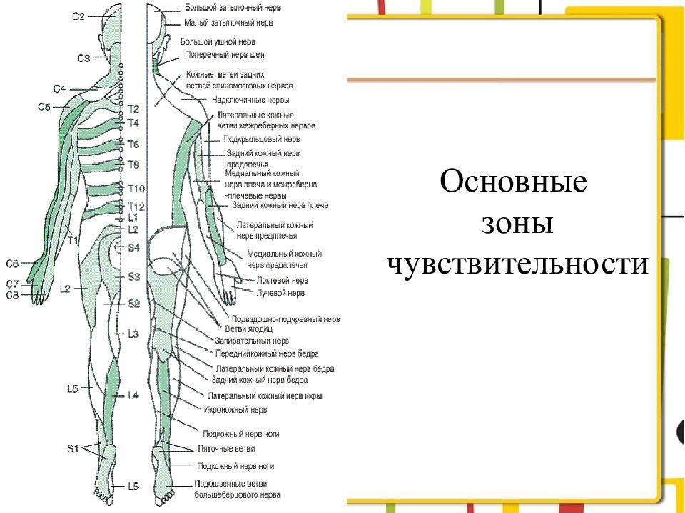 Шевцов анатомия физиология и патология органов слуха и речи. Ответить на тесты анатомия физиология патология стопы человека.. Презентация физиология и анатомия соболя. Анатомия и физиология. Нормы и патологии. Во Энн.