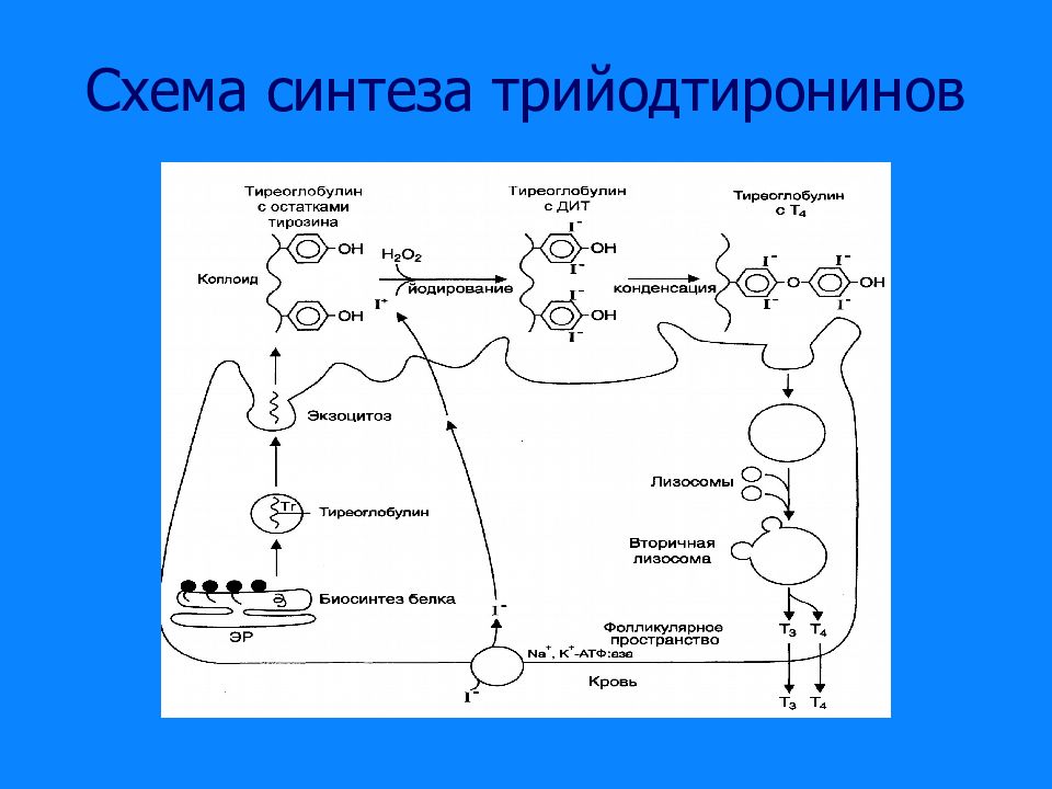 Синтез тиреоидных гормонов схема