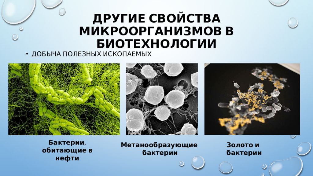 В каких еще биотехнологиях используют одноклеточные грибы. Бактерии и вирусы в биотехнологиях. Нефтеокисляющие бактерии. Нефтеокисляющие микроорганизмы. Сообщение на тему биотехнология в микроорганизмах.