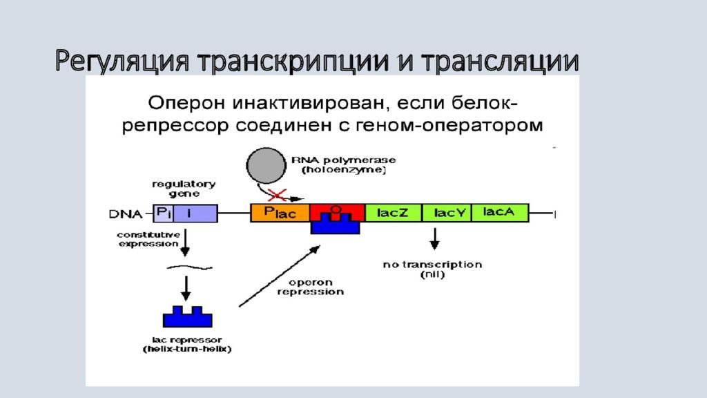 Регуляция белка