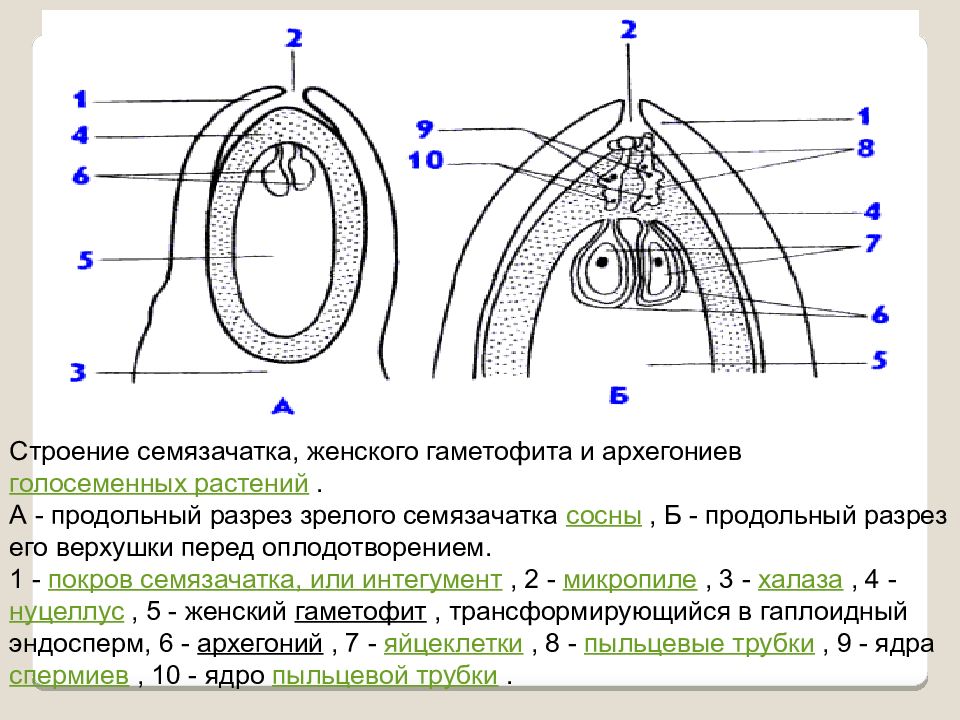 Выберите под какой цифрой показаны семязачатки на рисунках а и в укажите где они расположены