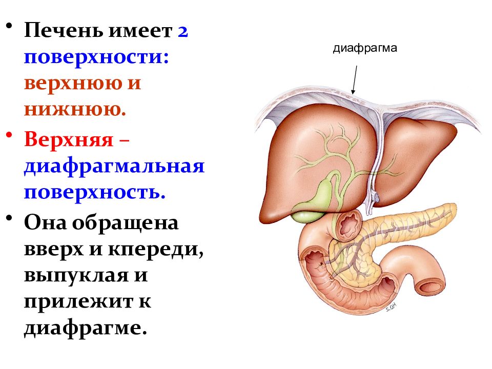 Анатомия и физиология печени презентация