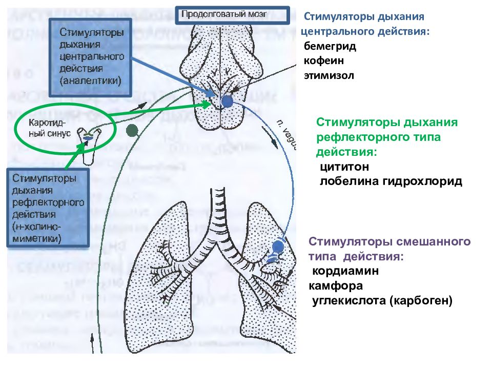 Рефлекторные стимуляторы дыхания. Механизм действия аналептиков схема. Стимуляторы дыхания препараты механизм действия. Рефлекторная схема дыхания. Стимуляторы дыхания фармакология механизм действия.
