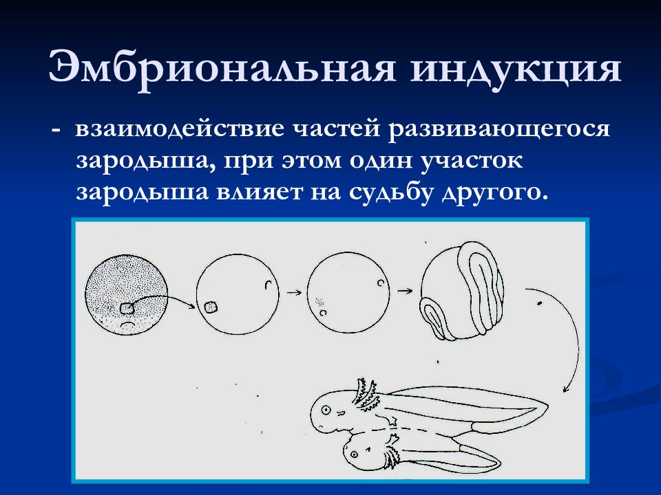 Эмбриональная индукция. Гомотопическая эмбриональная индукция. Шпеман эмбриональная индукция. Опыты Шпемана по эмбриональной индукции. Эмбриональная индукция опыты г Шпемана механизмы индукции.