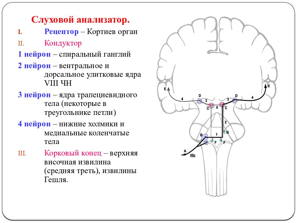 Схема слухового пути