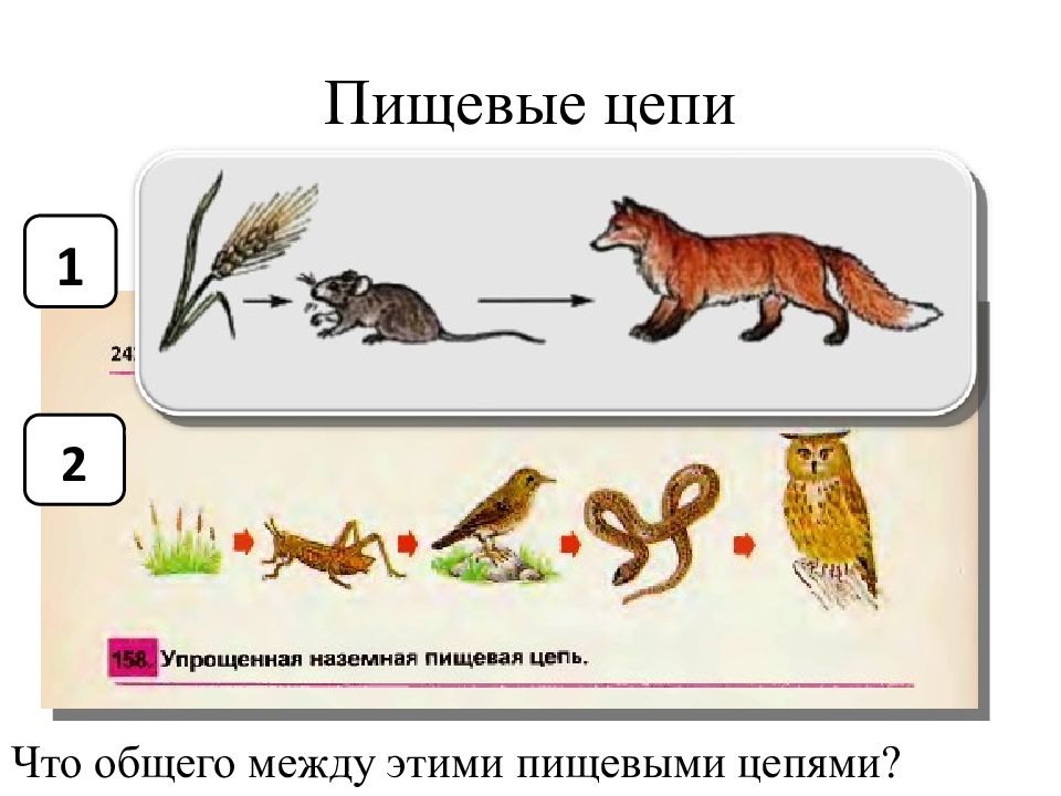 Цепь в природе. Цепочка питания биология. Пищевая цепь животных 5 класс биология. Пищевая цепь питания 5 класс биология. Как составить пищевую цепь.