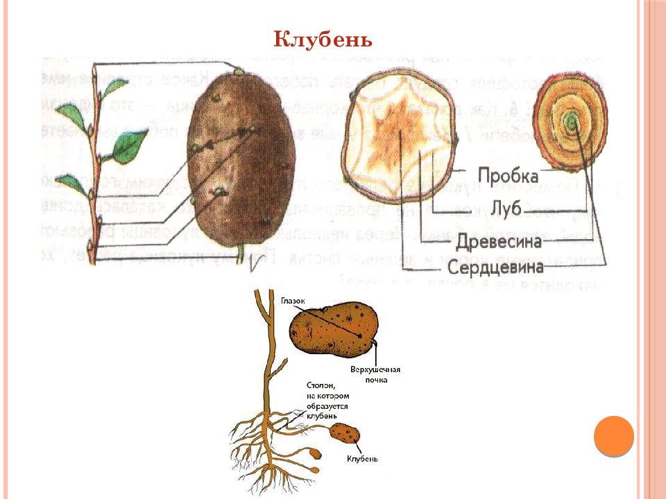 Клубень рисунок