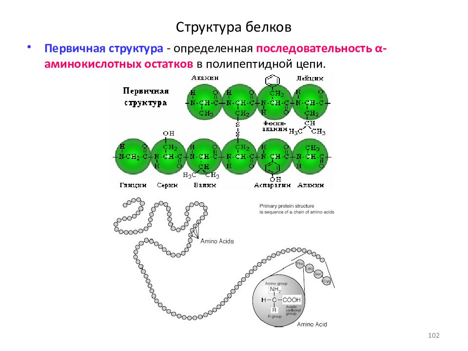 Цепи белков