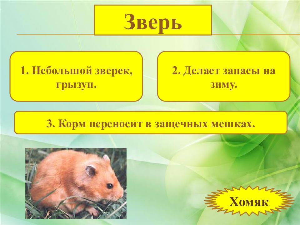 Защечные мешки у грызунов. Защечные мешки у млекопитающих. Животные насекомые птицы рыбы Курского края.