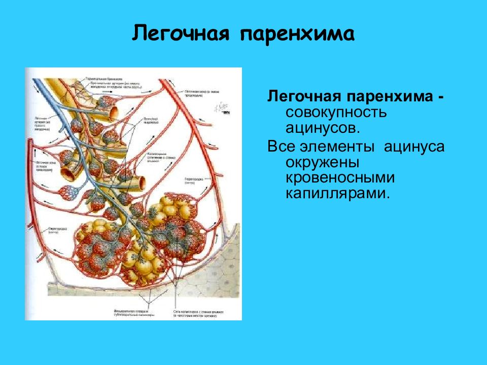 Легочная паренхима. Легочный ацинус это паренхима. Паренхима легкого представлена. Строение легких,паренхима-что это. Степень вовлечения паренхимы легких.