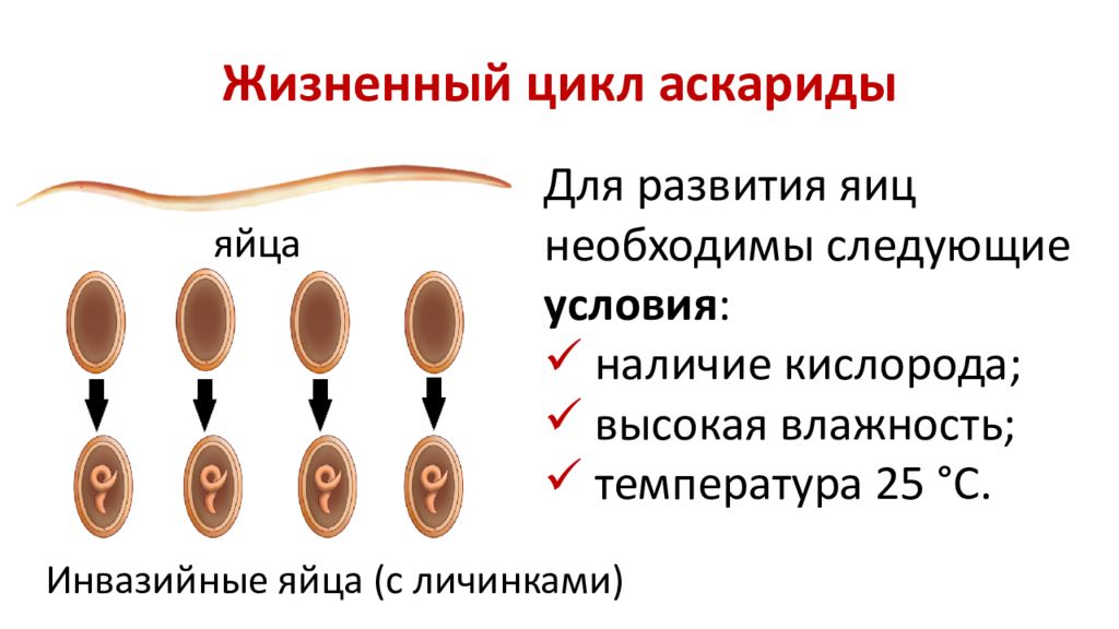 Аскарида жизненный. Схема развития человеческой аскариды. Стадии аскариды человеческой. Стадии жизненного цикла аскариды яйцо личинка. Размножение аскариды человеческой.