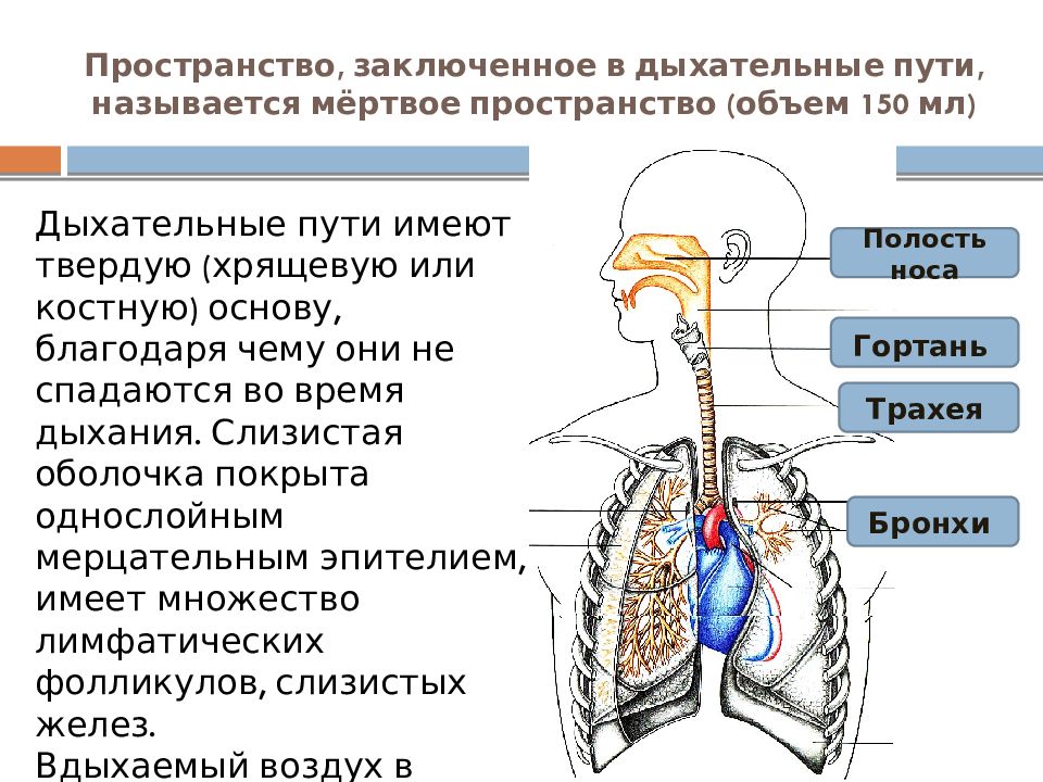 Мантия это орган дыхания