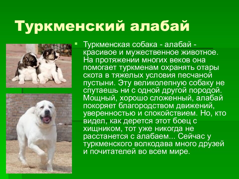 Туркменский алабай