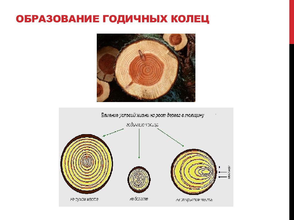 Почему годичные кольца. Годичные кольца древесины биология. Годичные кольца древесины строение. Строение стебля годичные кольца. Образование годичных колец.