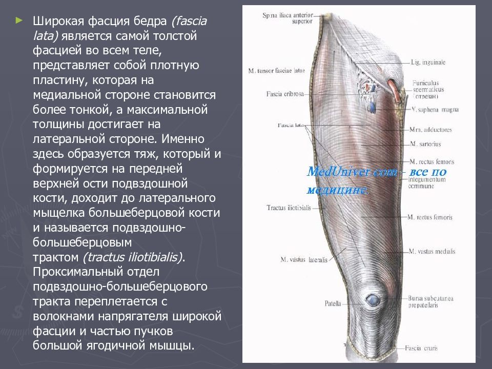 Фасции бедра. Широкая фасция бедра и ее производные анатомия. Широкая фасция бедра анатомия. Широковой фасции бедра. Фасциальная структура бедра.