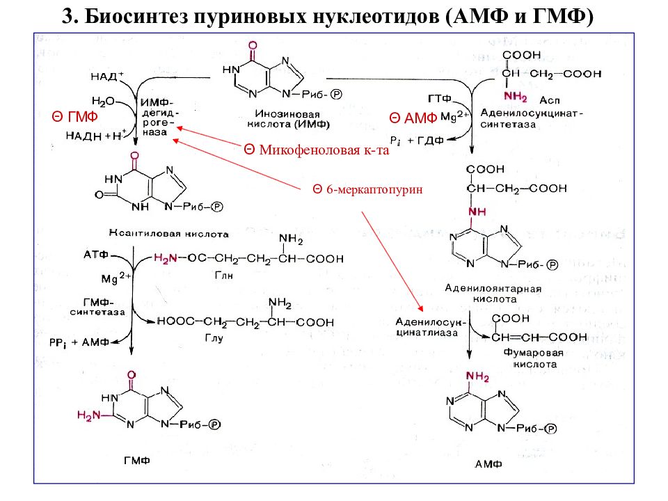 Обмен нуклеотидов презентация