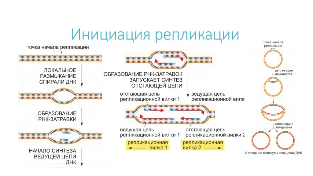3 этапа репликации. Схема инициации репликации. Инициация репликации ДНК схема. Схема процесса репликации ДНК. Этапы репликации ДНК схема.