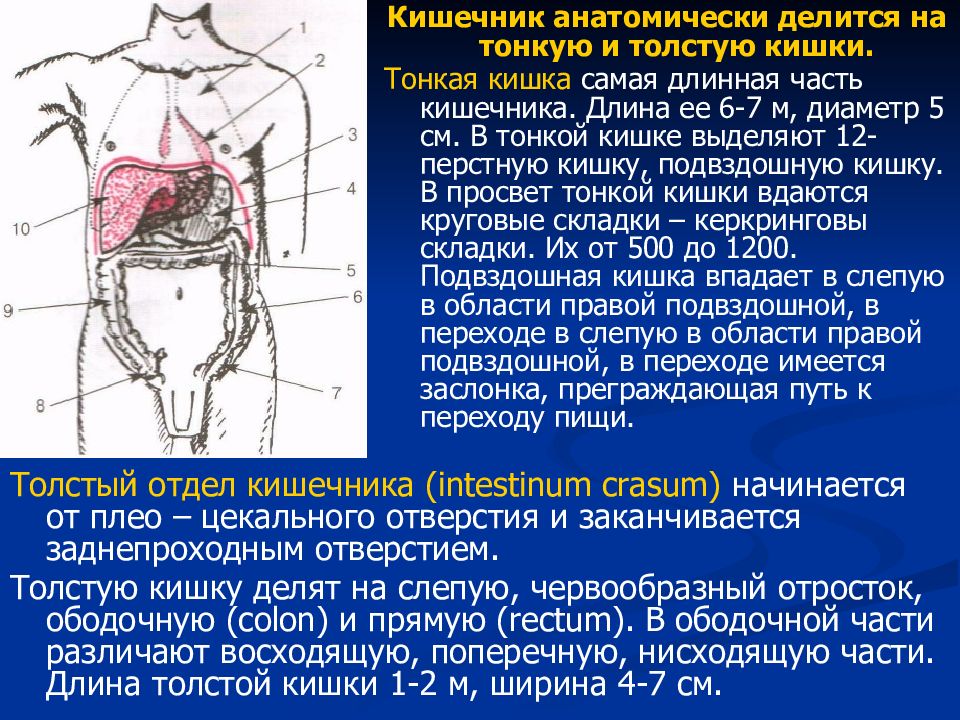 4 нарисовать топографическое расположение отделов толстого кишечника при глубокой пальпации живота