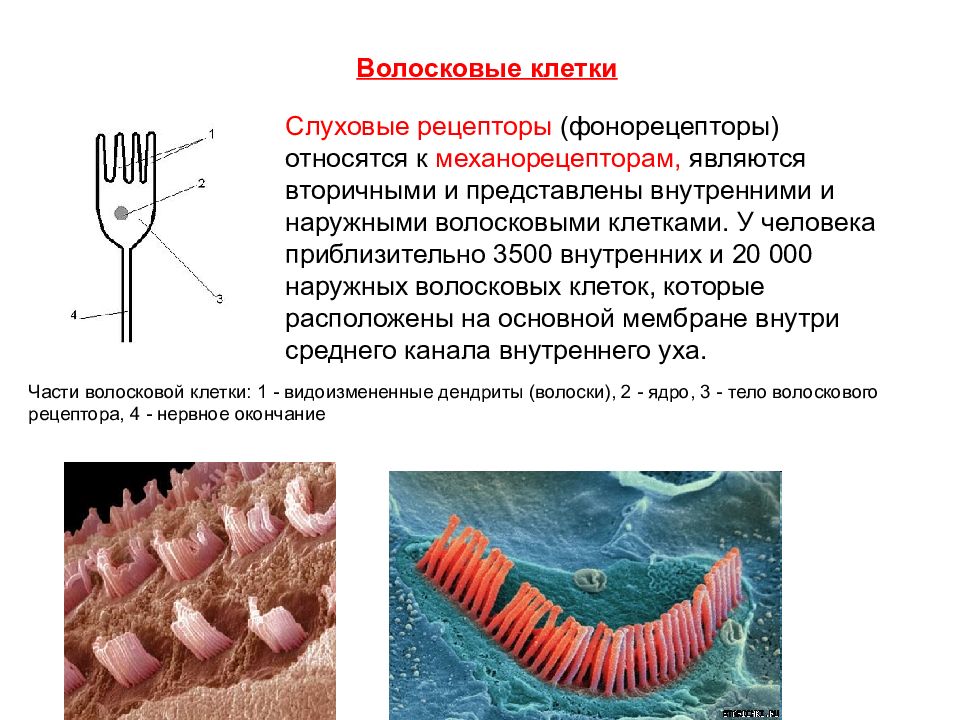 Схема строения волосковых клеток