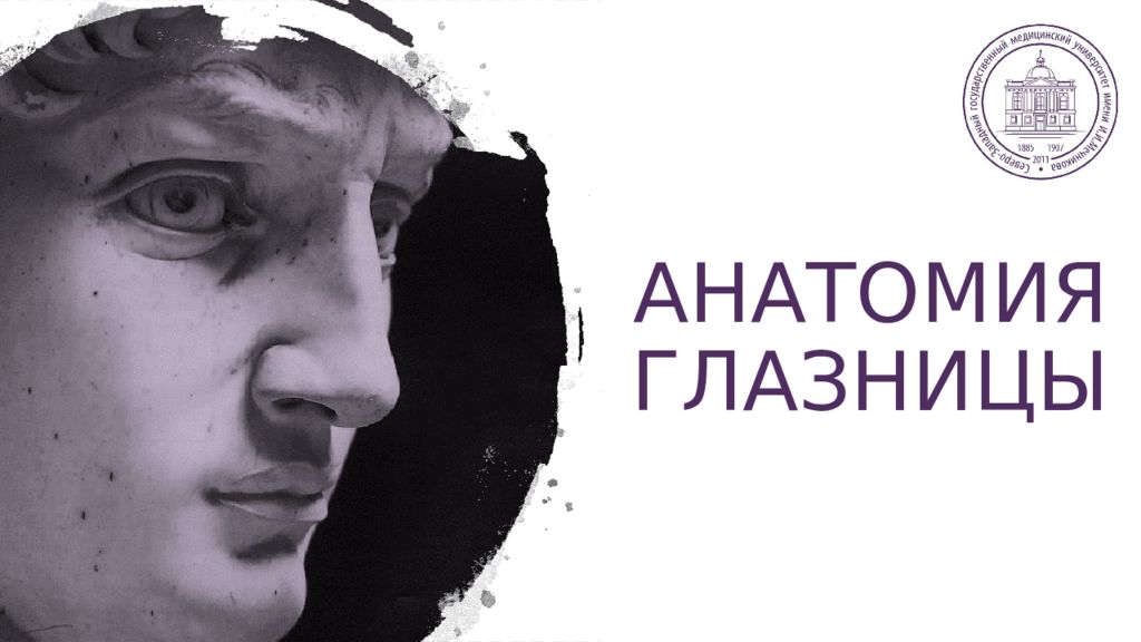 АНАТОМИЯ ГЛАЗНИЦЫ