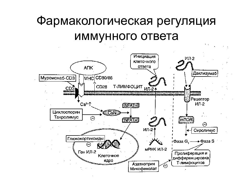 Регуляция иммунных процессов. Регуляция иммунного ответа схема. Механизмы регуляции и контроль иммунного ответа. Фармакологическая регуляция иммунного ответа схема. Регуляция иммунного ответа иммунология.