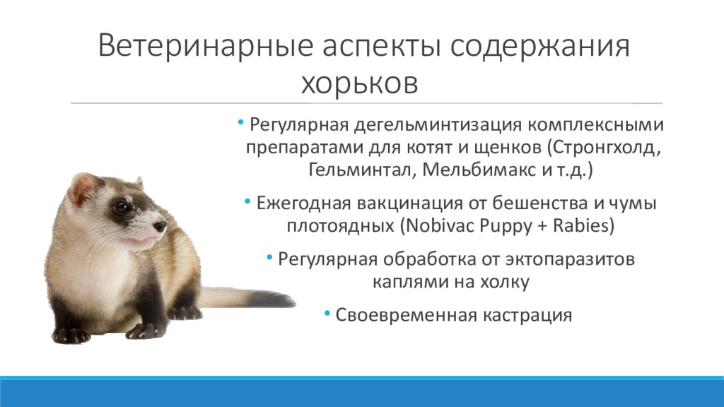 Содержание хорей. Вакцина для хорьков. Вакцинация хорька схема. Вакцинация хорьков схема.