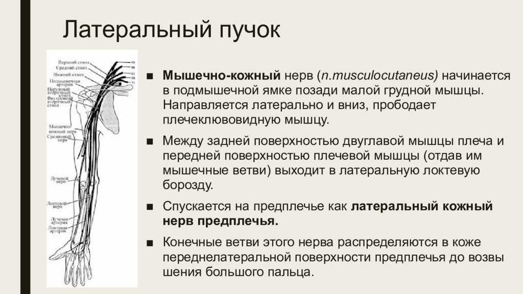 Пучки плечевого сплетения. Мышечно кожный нерв анатомия. Латеральный кожный нерв предплечья. Латеральный кожный нерв плеча. Ветви латерального пучка плечевого сплетения.