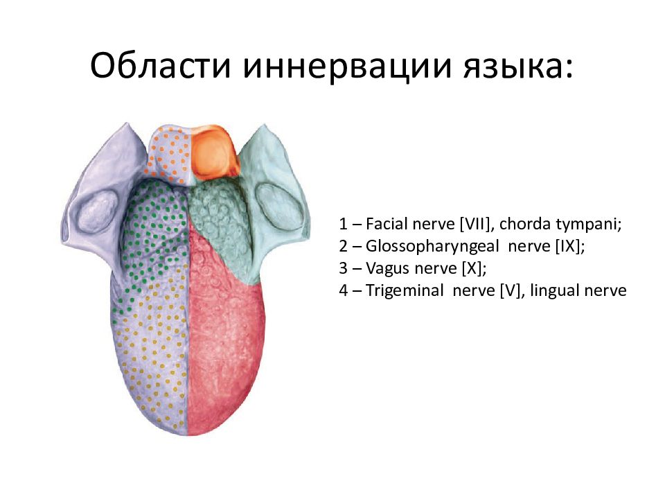 Иннервация языка анатомия схема