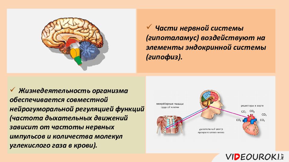 Гуморальная регуляция мозга. Нейрогуморальная регуляция отдел мозга. Нейрогуморальная регуляция в головном мозге. Роль гипофиза в нейрогуморальной регуляции организма. Принципы организации нервной системы.