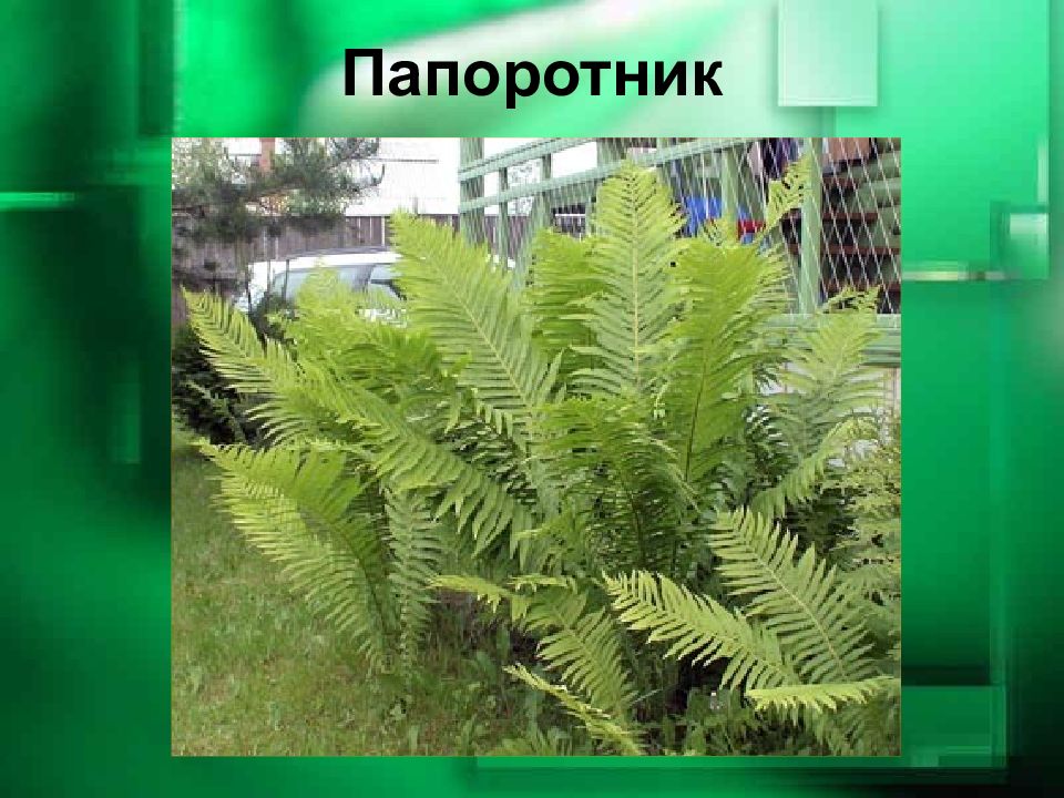 Презентация папоротники 5 класс. Папоротник многолетний. Букет с папоротником фото.