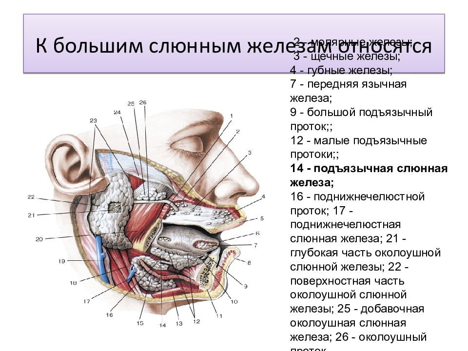 Слюнные железы околоушная слюнная железа