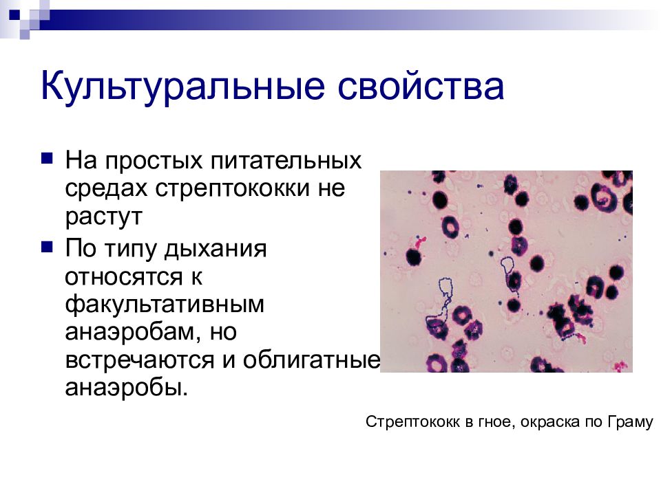 стрептококки на сывороточном агаре. питательные среды стрептококков. стрептококки на питательной среде. питательные среды для стрептококков. зеленящий стрептококк на кровяном агаре.