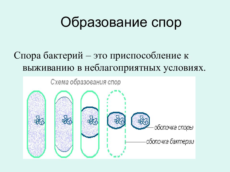 Размножение бактерий презентация