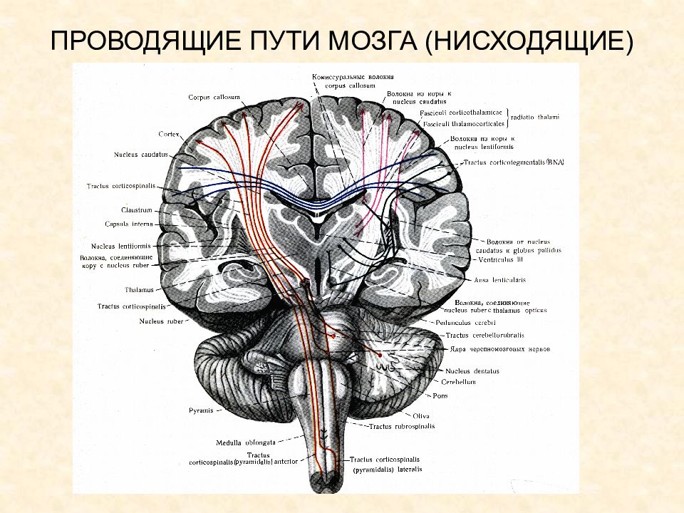 Список проводящих путей. Проводящие пути мозга. Проводящие пути анатомия. Нисходящие проводящие пути. Проводящие пути схема.