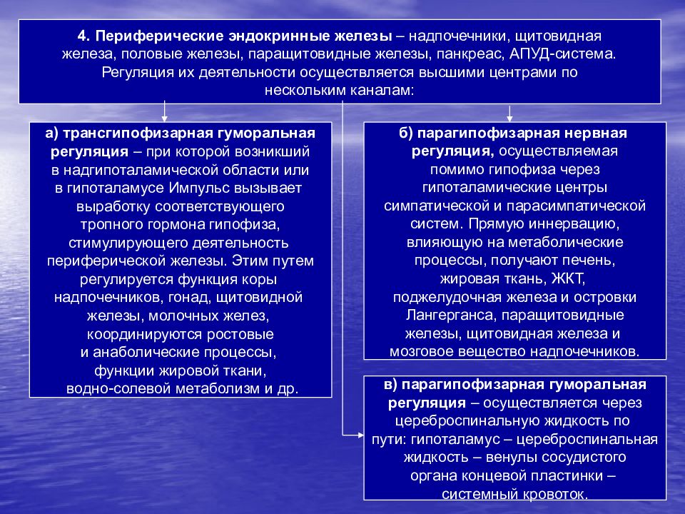 Чем работа эндокринной системы в плане осуществления процессов регуляции