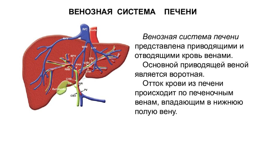 Печень движение крови. Портальная система печени анатомия. Система воротной вены печени рисунок. Венозный отток от печени осуществляется в Вену.
