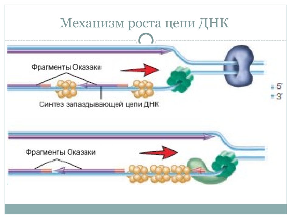 Механизмы роста. Механизм роста цепи. Механизмы роста биология. Рост цепи ДНК.