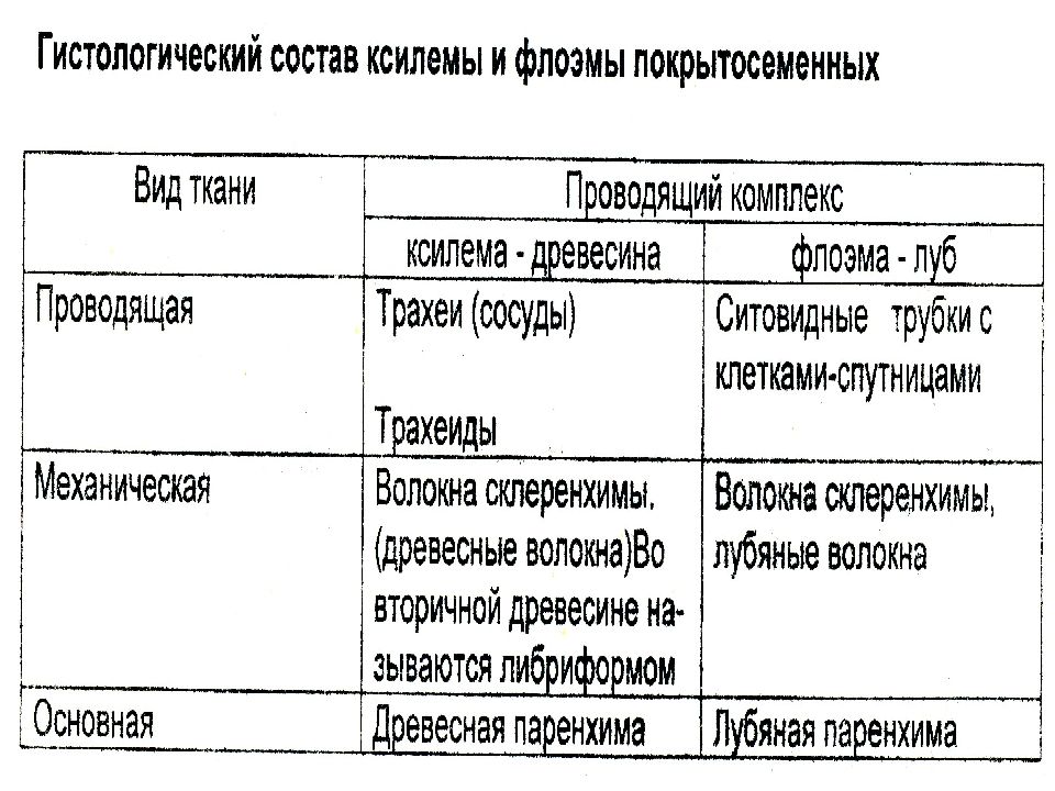 Флоэма и ксилема презентация