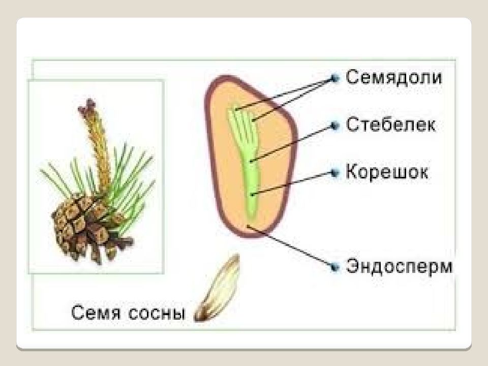 Семя голосеменных. Тип стелы голосеменных. Зарисуйте в тетради семя и подпишите крылышко и само семя. Формула голосеменных. Рассмотрите семя. Найдите крылышко.