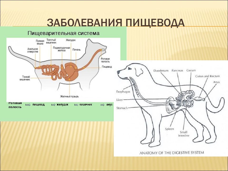 Пищеварительная система животных презентация