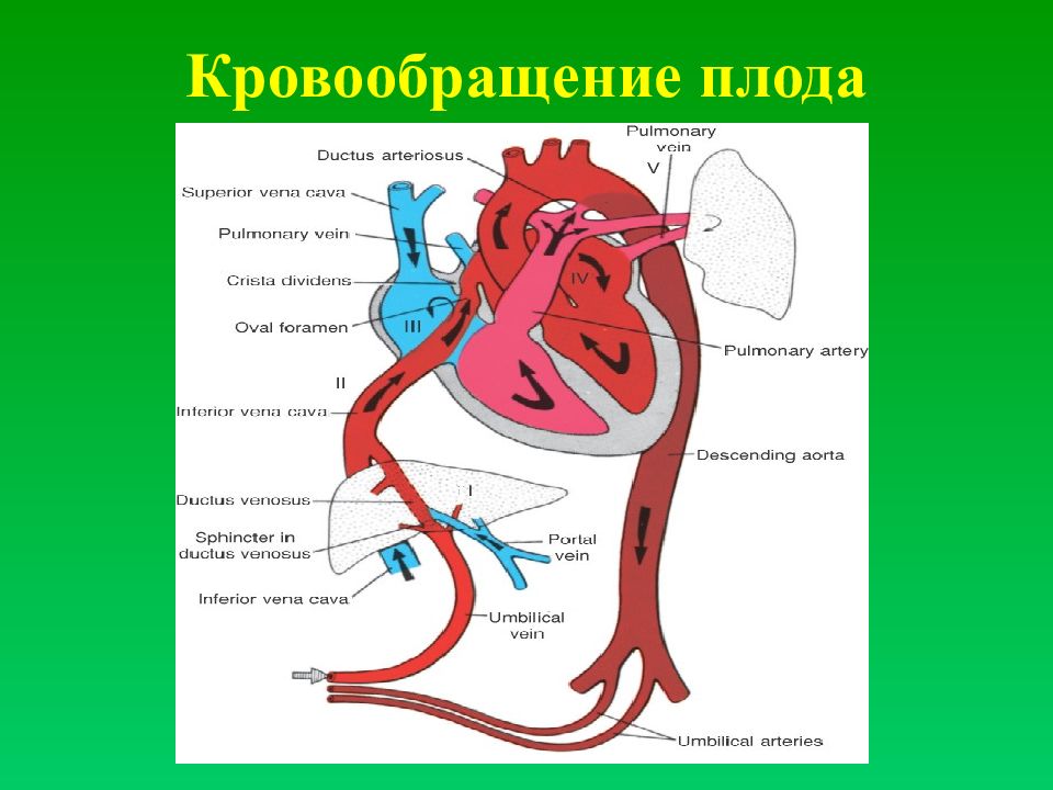 Сосудистая гемодинамика. Схема строения круга кровообращения плода. Плацентарный круг кровообращения схема. Кровоснабжение сердца плода. Транзиторное кровообращение плода.
